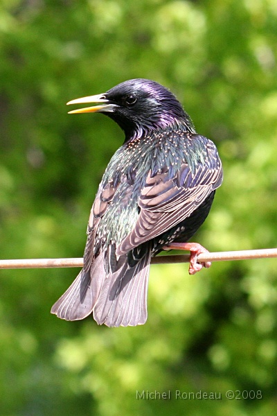 img_5795V.jpg - Étourneau sansonnet | European Starling
