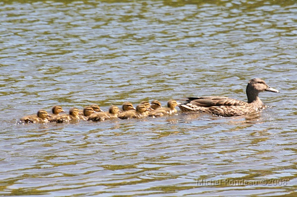 img_5918C.jpg - Le premiers bébés Colvert cette année | First Mallard babies this year