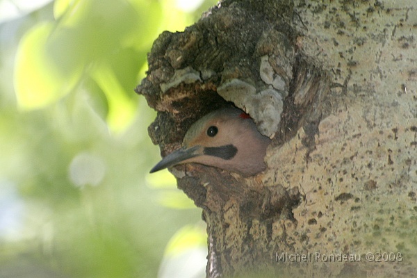 img_5919C.jpg - Pic flamboyant a nid | Northern Flicker at the nest