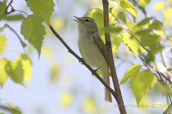 img_5947C.jpg - Vireo mélodieux | Warbling Vireo