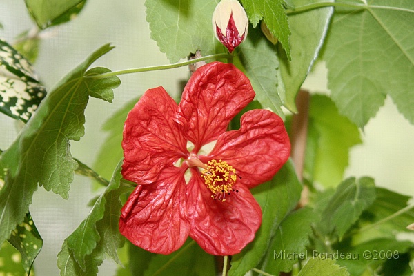 img_6013C.jpg - Fleur de mon érable de maison | Abutilon flower