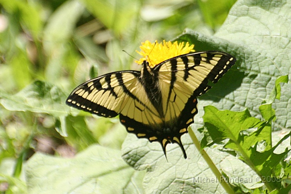img_6153C.jpg - Papillon | Butterfly