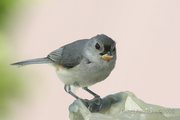 img_6417C.jpg - Mésange bicolore | Tufted Titmouse