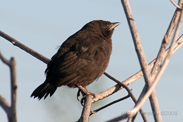 img_6471C.jpg - Jeune Quiscale bronzé | Young Common Grackle
