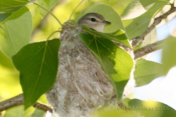 img_6479C.jpg - Viréo mélodieux au nid | Warbling Vireo Nesting