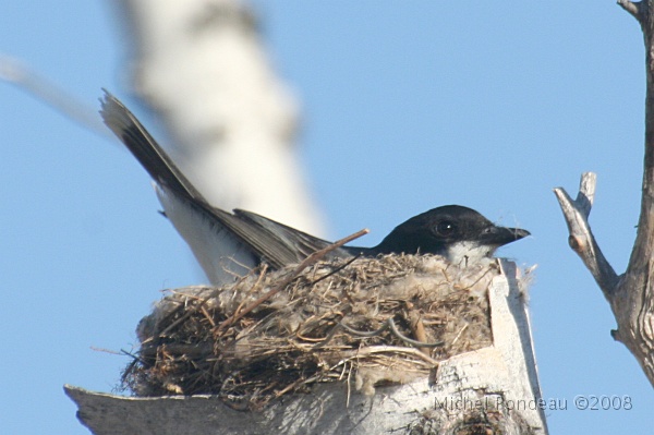 img_6513C.jpg - Tyran tritri | Eastern Kingbird 8 photos