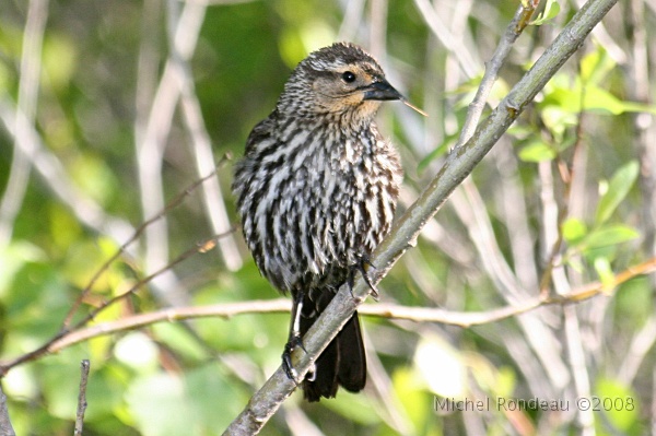 img_6527C.jpg - Carouge à épaulettes, femelle, avec un brin d'herbe pour le nid Female Redwing Blackbird picking a weed for the nest 