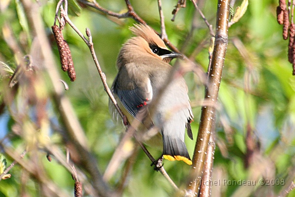 img_6529C.jpg - Jaseur d'Amérique | Cedar Waxwing 4 photos