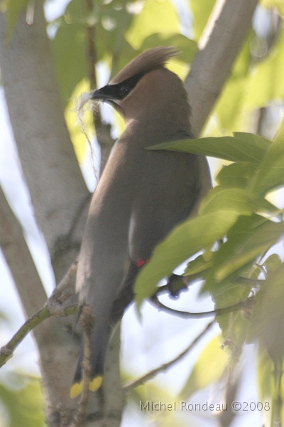img_6550V.jpg
