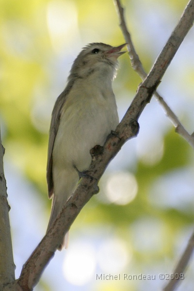 img_6558C.jpg - Viréo mélodieux  | Warbling Vireo