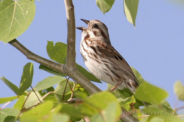 img_6562C.jpg - Bruant chanteur | Song Sparrow