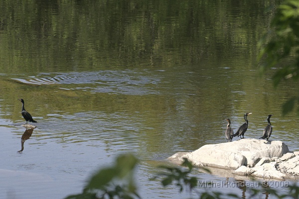 img_6573C.jpg - Cormorans à aigrettes | Double-crested Cormorans 3 photos