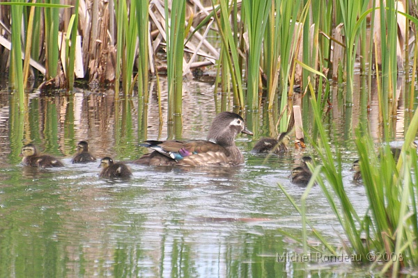 img_6607C.jpg - Canard branchu et petits | Wood Duck and family