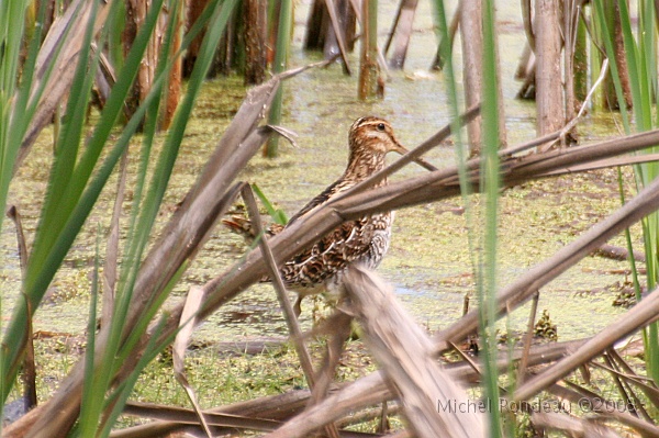 img_6614C.jpg - Bécassine de Wilson | Wilson's Snipe