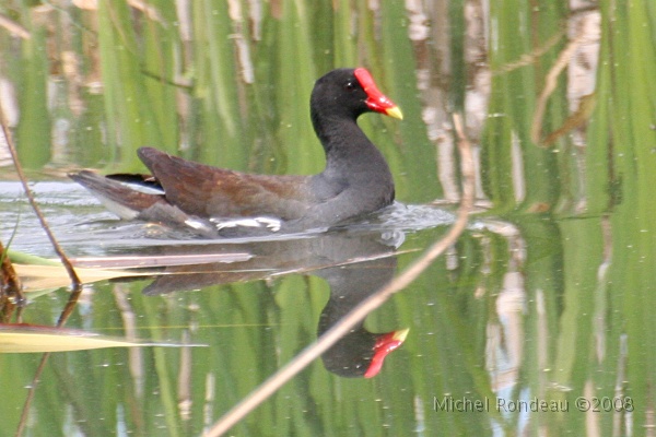 img_6626C.jpg - Gallinule poule-d'eau | Common Moorhen 11 photos
