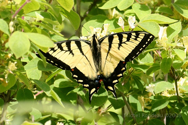 img_6708C.jpg - Papillon | Butterfly