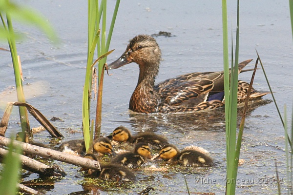 img_6714C.jpg - Colvert et petits | Mallard and siblings
