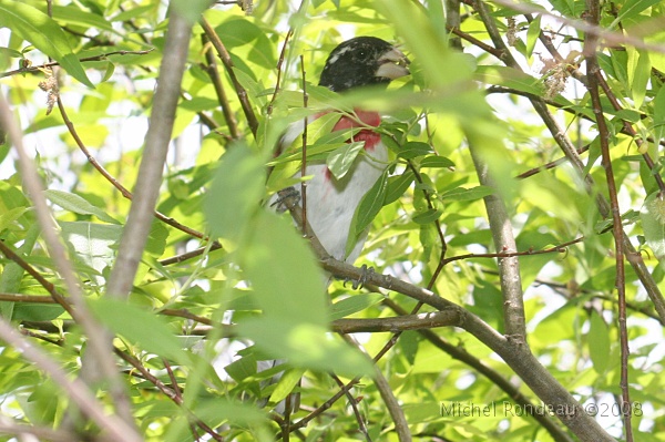 img_6793C.jpg - Cardinal à poitrine rose | Rose-breasted Grosbeak 14 photos