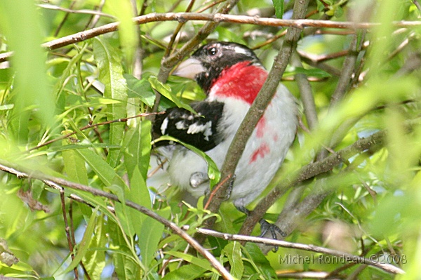 img_6833C.jpg