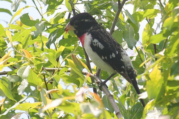 img_6855C.jpg