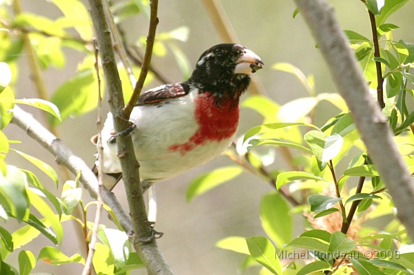 img_6866C.jpg