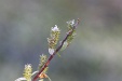 img_3774C