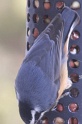 Sitelle-Nuthatch
