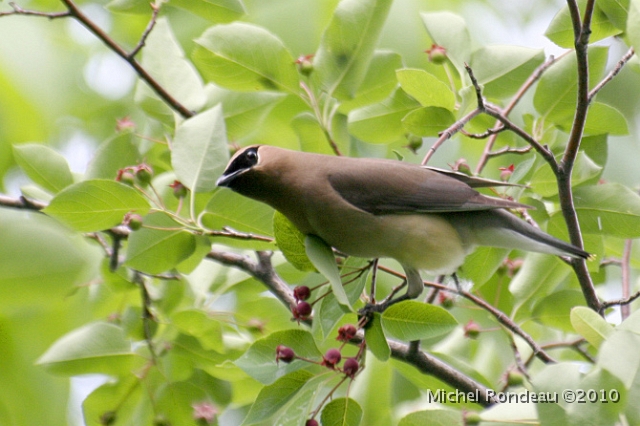 JaDA3982.JPG - Jaseur d'Amérique | Cedar Waxwing