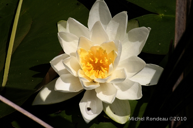 img_4981C.jpg - Nénuphare | Water Lily