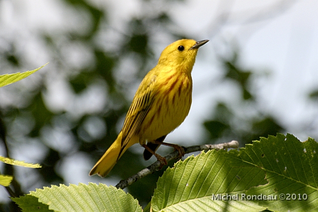 img_5086C.jpg - Paruline jaune | Yellow Warbler