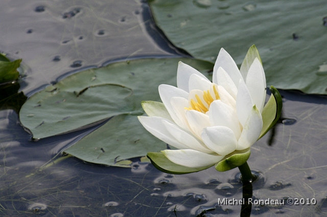 img_5105C.jpg - Nénuphar | Water Lily