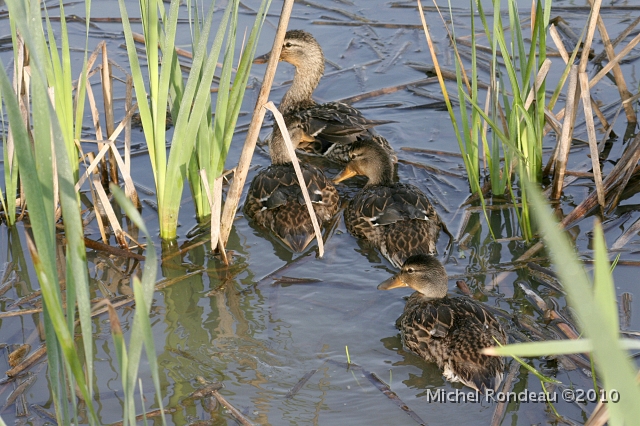 img_5214C.jpg - Canard colvert et petits | Mallard Duck and ducklings