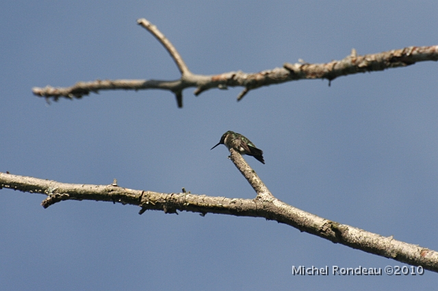 img_5333C.jpg - Colibri à gorge rubis | Ruby-throated Hummingbird