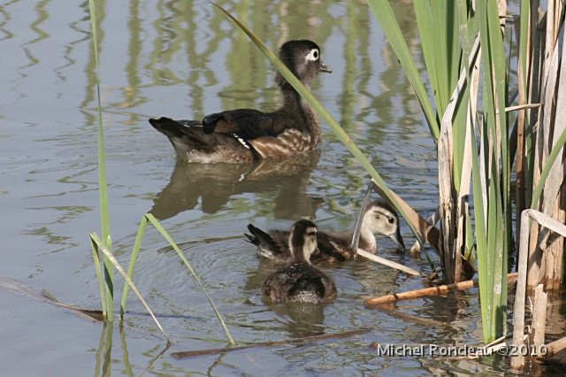 img_5346C.jpg - Canard branchu avec petits | Wood Duck with Ducklings