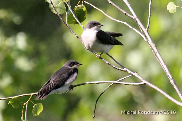 img_5608C.jpg - Deux jeunes hirondelles bicolores | Two youg Tree Swallows