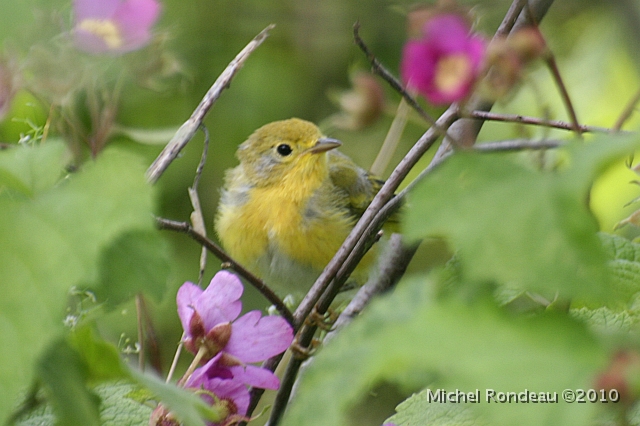 img_5738C.jpg - Jeune paruline jaune | Young Yellow Warbler