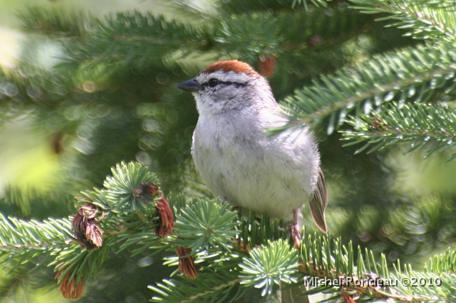 img_5767C.jpg - Bruant familier | Chipping Sparrow