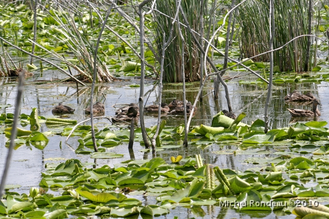 img_5792C.jpg - Combien de jeunes colverts ici? | How many young Mallards here?