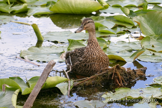 img_5800C.jpg - Jeunes colvert | Young Mallard