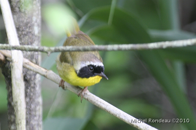 img_5814C.jpg - Paruline masquée | Common Yellowthroat