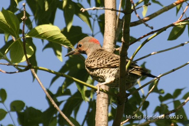 img_5857D.jpg - Pic flamboyant | Northern Flicker