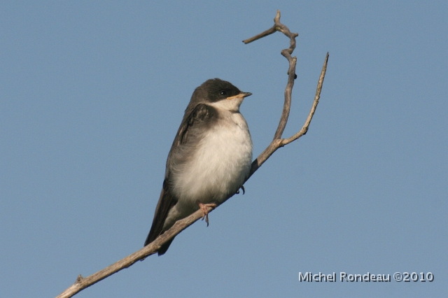 img_5870C.jpg - Jeune hirondelle bicolore | Youg Tree Swallow