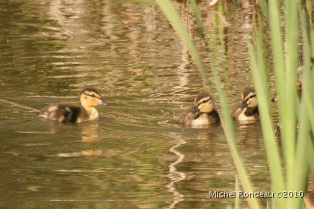 img_5881C.jpg - Petits colverts | Young Mallards