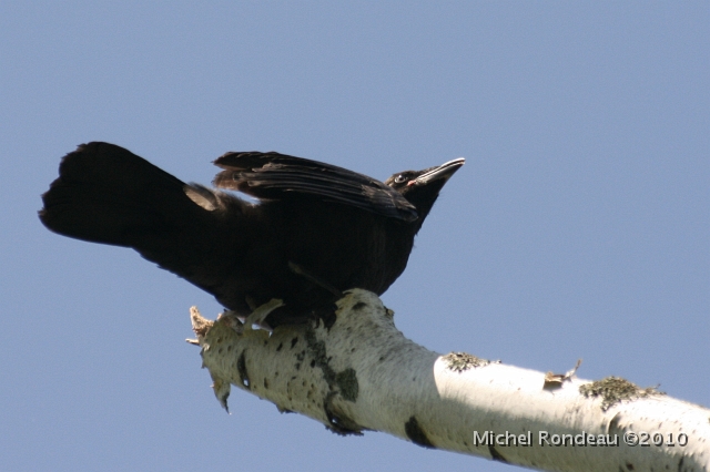 img_5925C.jpg - Jeune corneille | Young Crow