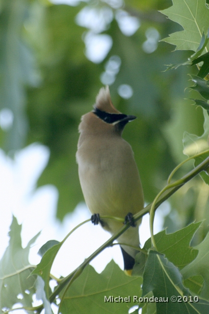 img_5937V.jpg - Jaseur d'Amérique | Cedar Waxwing