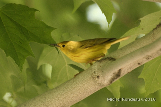 img_5974C.jpg - Paruline jaune | Yellow Warbler
