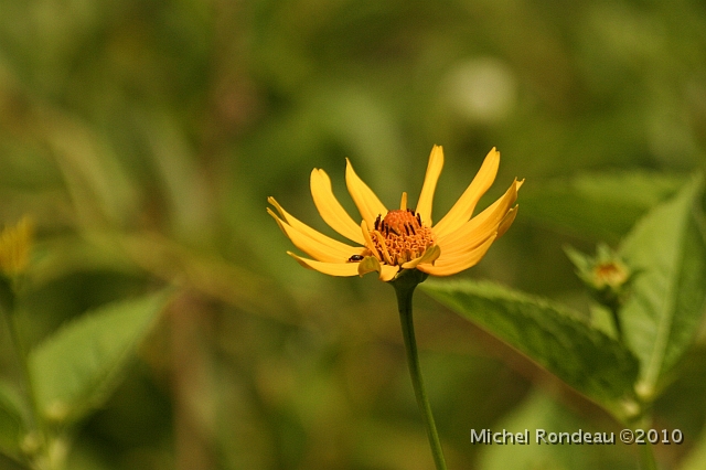 img_6154C.jpg - Fleur jaune | Yellow Flower
