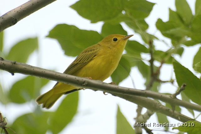 img_6308C.jpg - Paruline jaune | Yellow Warbler
