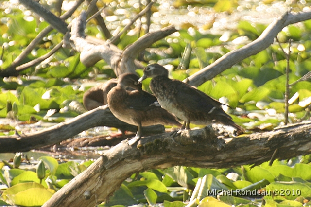 img_6606C.jpg - Couple de canard branchu | Wood Duck couple