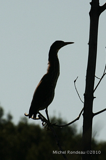 img_7013C.jpg - Silhouette Héron vert | Green Heron